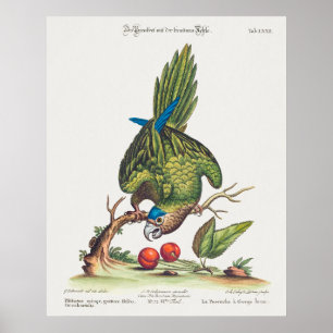 Psittacus minor gutture fusco, occidentalis 1749 poster