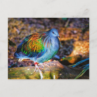 Psychedelic bird from Audubon Zoo Postcard