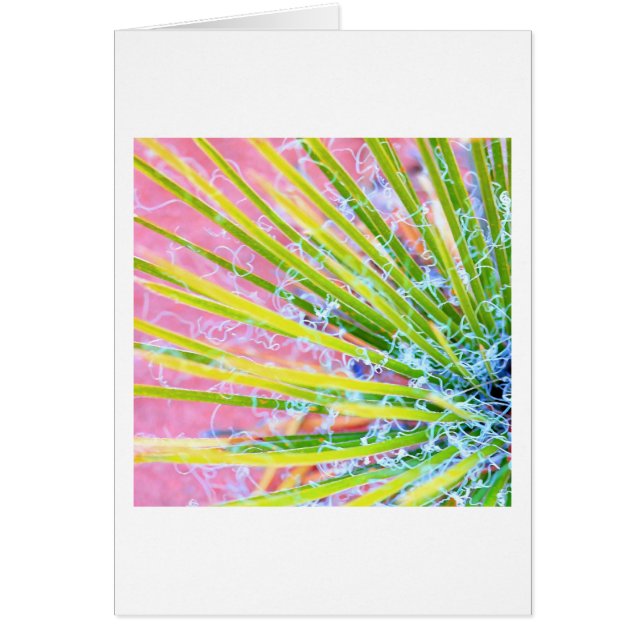 Psychedelic Yucca (Front)