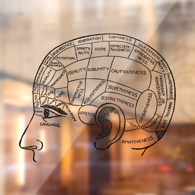 Psychology vintage phrenology psychiatry brain  window cling (Sheet 2)