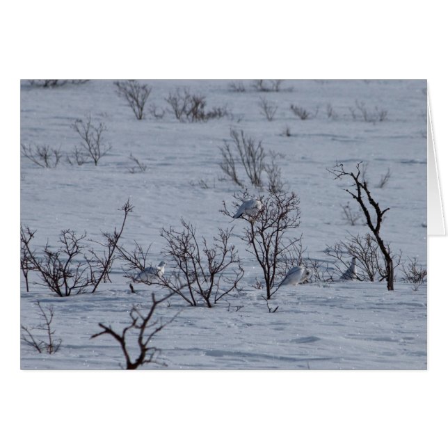 Ptarmigan Family; Customizable (Front Horizontal)