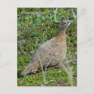 Ptarmigan in Summer, Unalaska Island Postcard