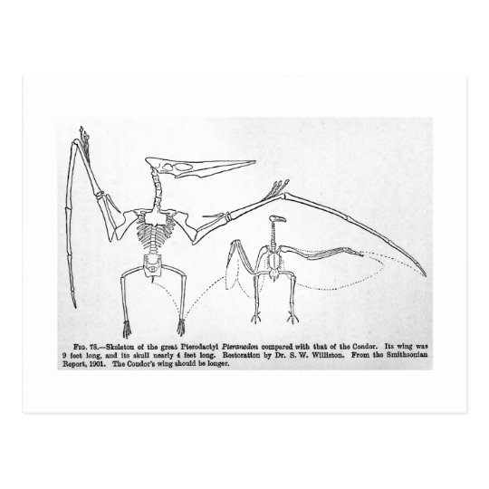 Pteranodon skeleton art postcard