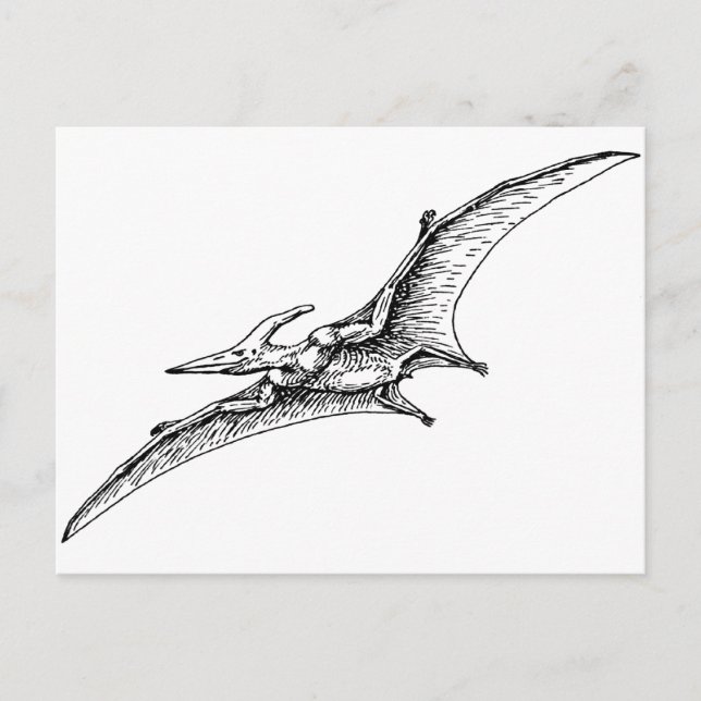 Pterodactyl Postcard (Front)