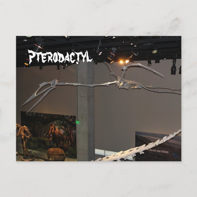Pterodactyl Postcard (Front)