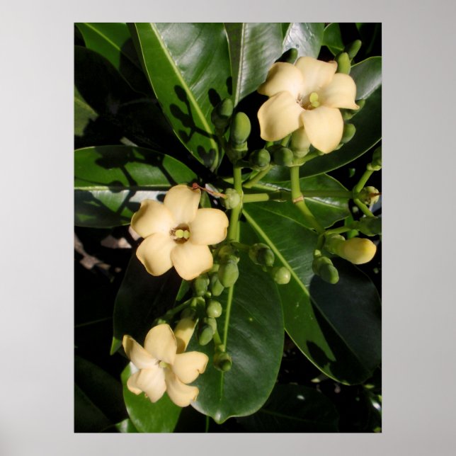 Puakenikeni Poster (Front)