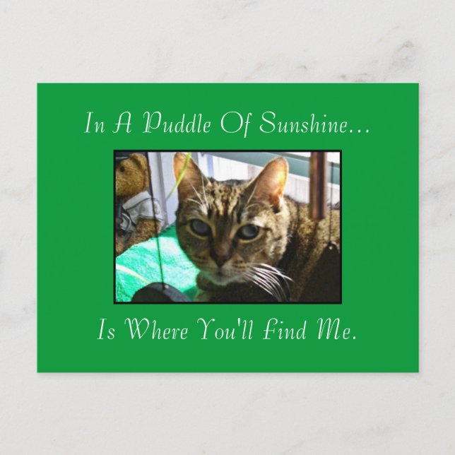 Puddle De Sunshine Carte Postale (Devant)