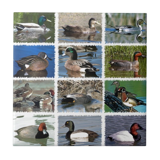 Puddle Ducks Logo Tile (Front)