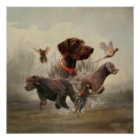 Pudelpointers, Hunting pheasant