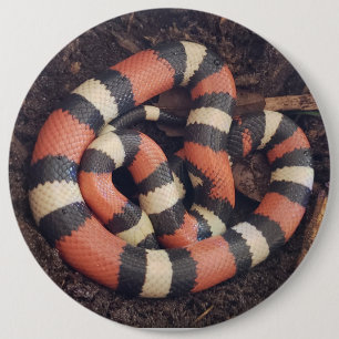 Pueblan Milk Snake 6 Inch Round Button