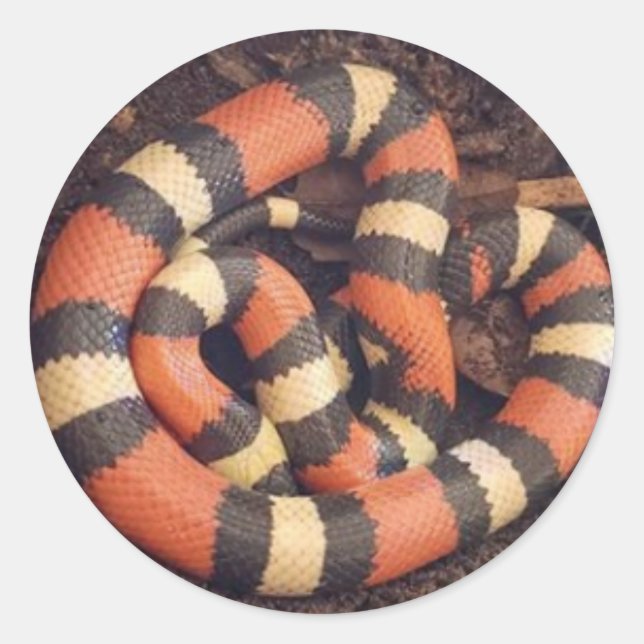 Pueblan Milk Snake Classic Round Sticker (Front)