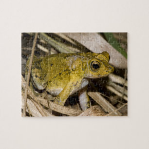 Puerto Rican Crested Toad Jigsaw Puzzle
