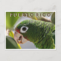 Puerto Rican Parrot