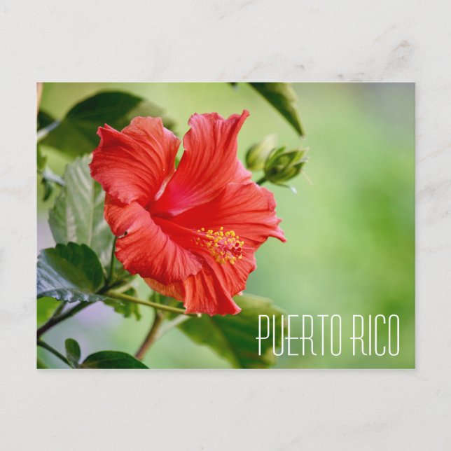 Puerto Rico hibiscus flower postcard (Front)