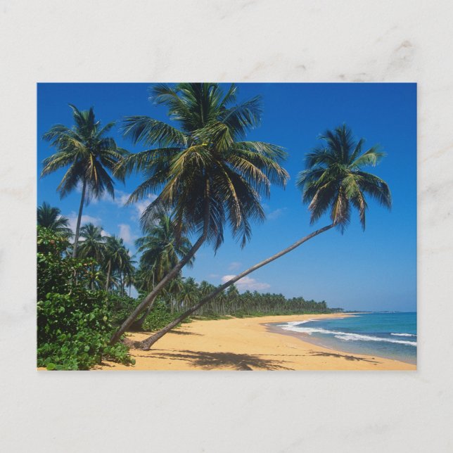 Puerto Rico, Isla Verde, palm trees. Postcard (Front)