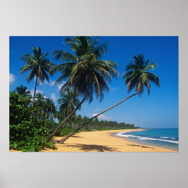 Puerto Rico, Isla Verde, palm trees. Poster (Front)