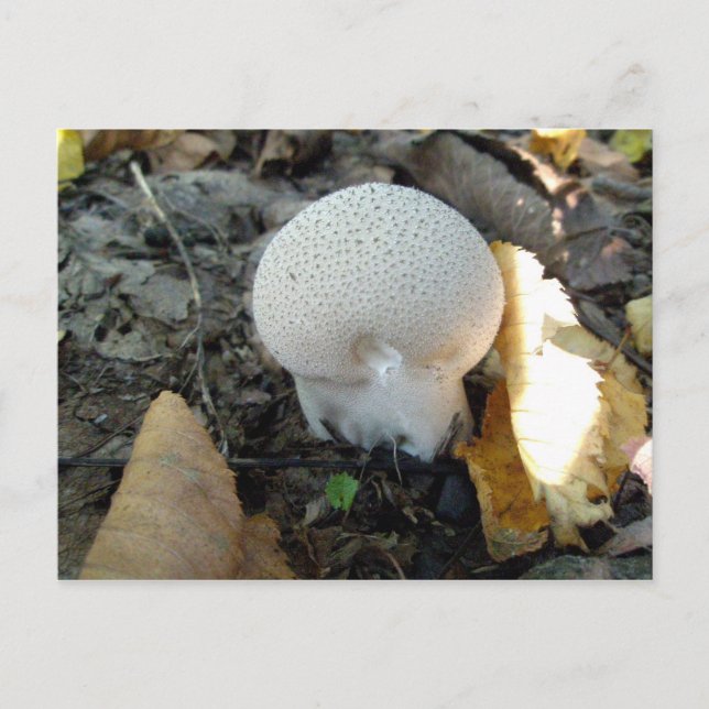 Puffball Mushroom Postcard (Front)