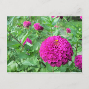 Puffed Zinnia Postcard