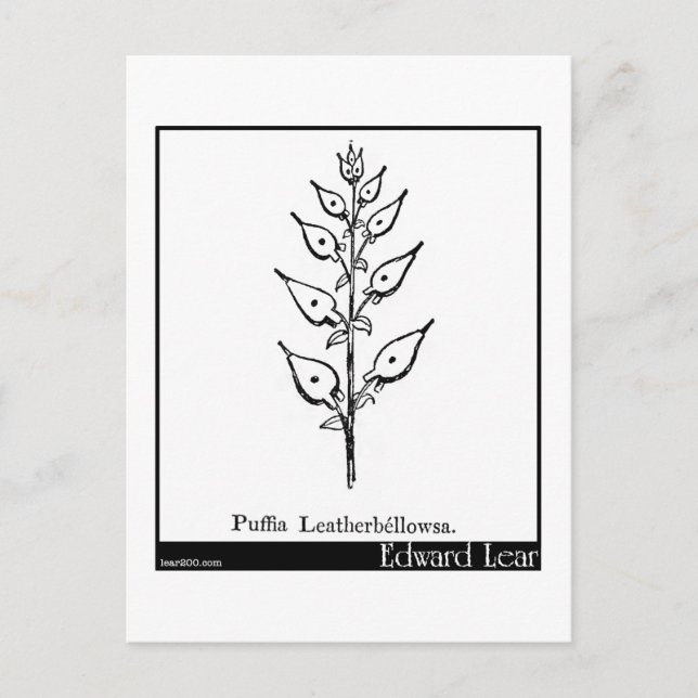 Puffia Leatherbellowsa. Postcard (Front)