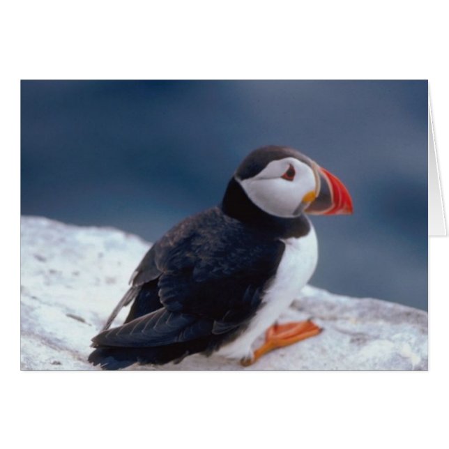 Puffin (Devant horizontal)