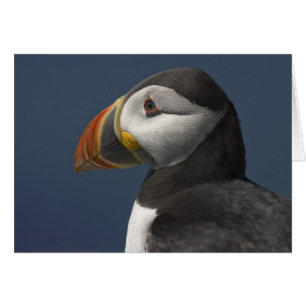 Puffin and Blue Sky
