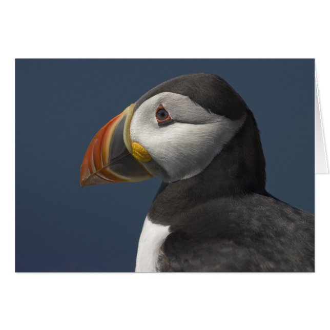 Puffin and Blue Sky (Front Horizontal)