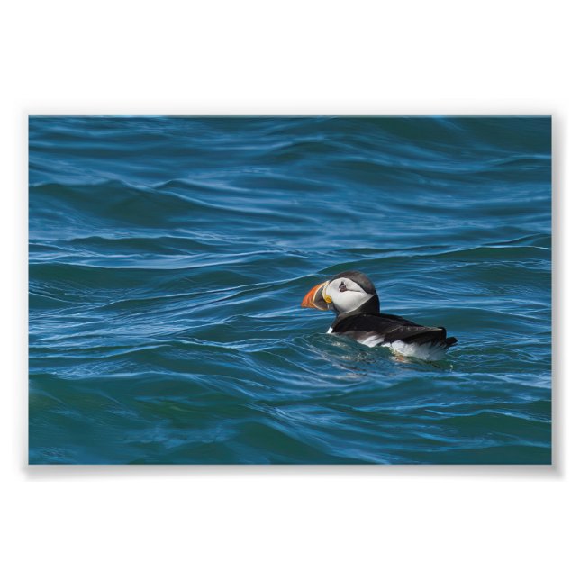 Puffin at sea photo print (Front)
