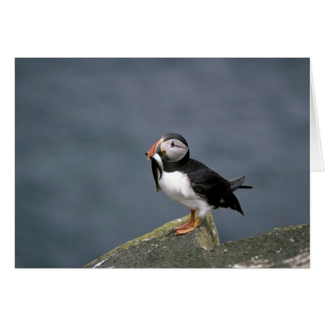 Puffin avec poisson (Devant horizontal)