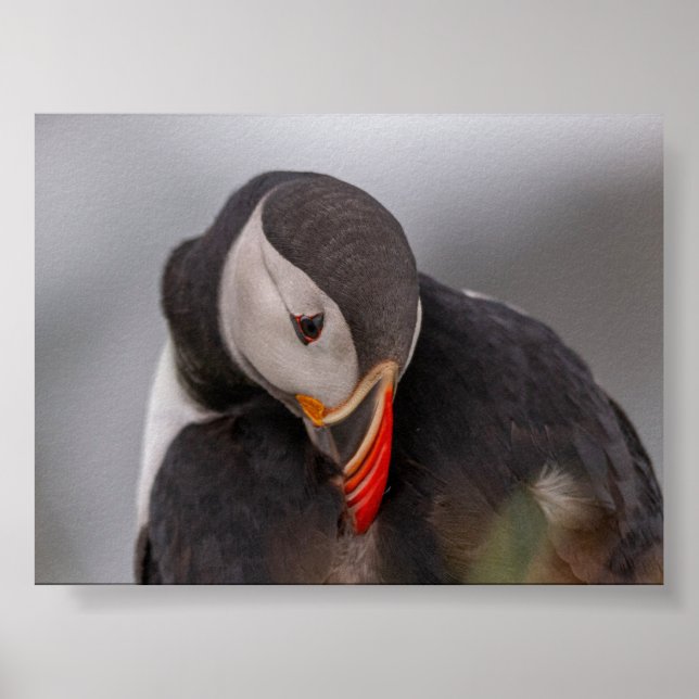 Puffin bird in Iceland Poster (Front)