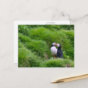 Puffin Birds on Vestmannaeyjar Iceland Postcard