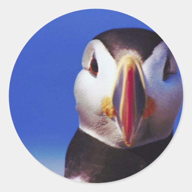 Puffin Close-Up Classic Round Sticker (Front)