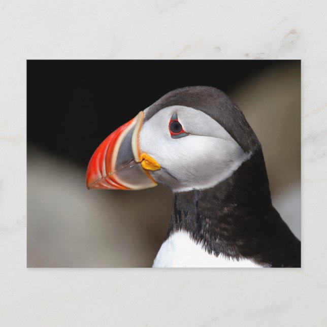 Puffin Close-up Photo Postcard (Front)