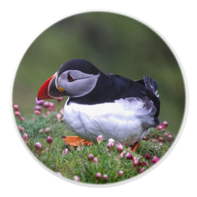 Puffin Coaster Ceramic Knob (Front)