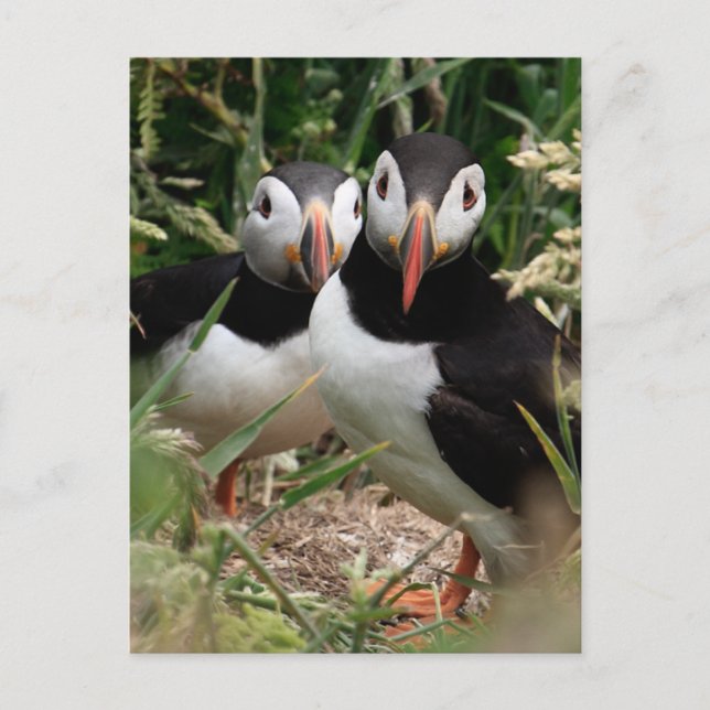 Puffin Couple Postcard (Front)