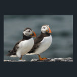 Puffin Duo Poster<br><div class="desc">Two cute puffins on the Farne Islands Seahouses Northumberland Sony A77 G lens 70-400 sony</div>