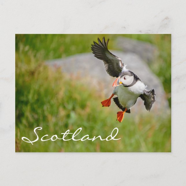 Puffin flying in Scotland text postcard (Front)