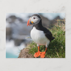 Puffin Fratercula arctica at Látrabjarg Iceland Postcard