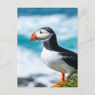 Puffin Fratercula arctica at Látrabjarg, Iceland. Postcard