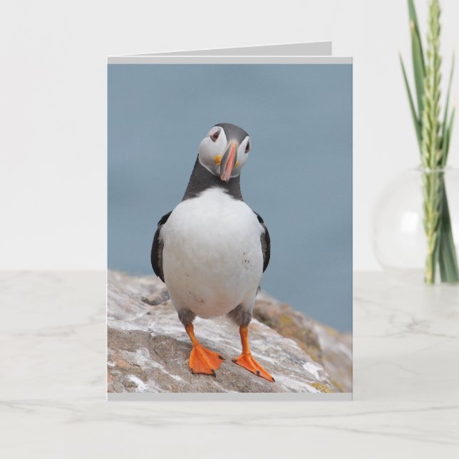 Puffin Greeting Cards (Front)