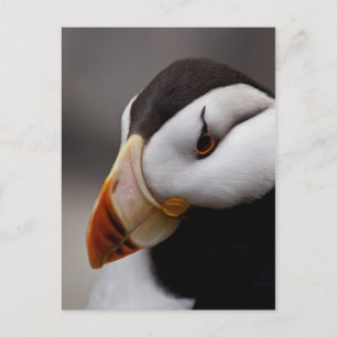 Puffin Horned 9028 Postcard