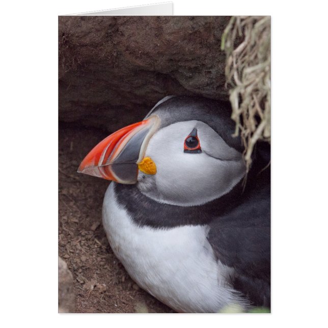 Puffin in a Burrow (Front)