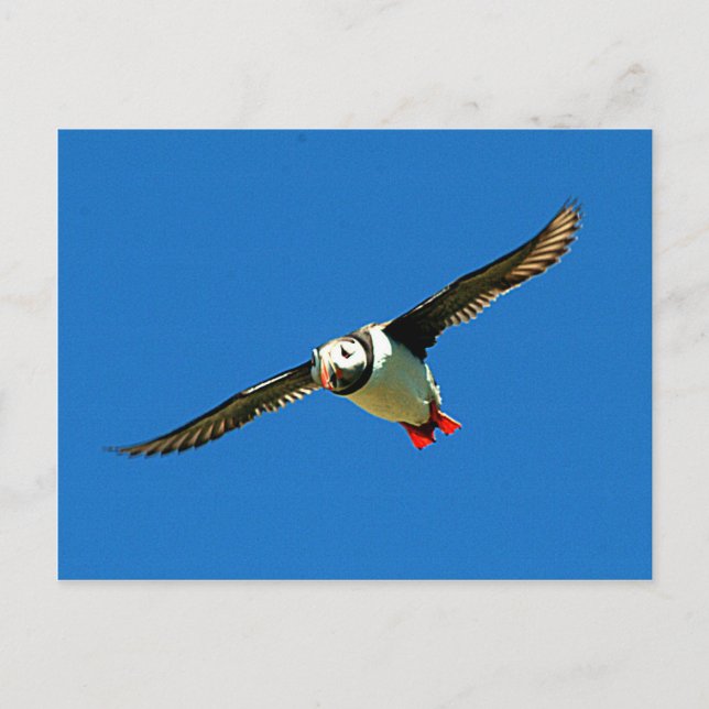 Puffin in flight skellig Islands Ireland Postcard (Front)