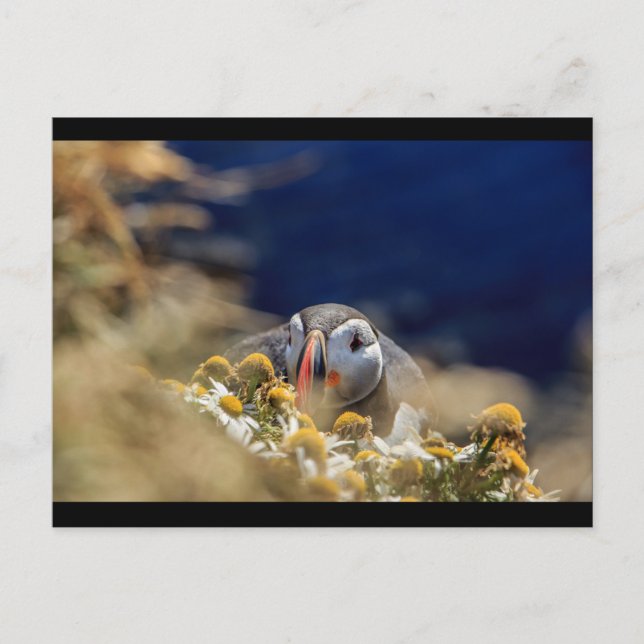 Puffin in hiding postcard (Front)
