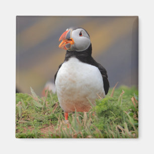 Puffin Magnet