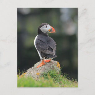 Puffin on a Rock Postcard
