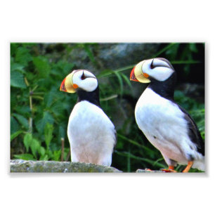Puffin photo 6x4
