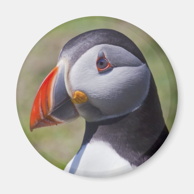Puffin Portrait Magnet (Devant)
