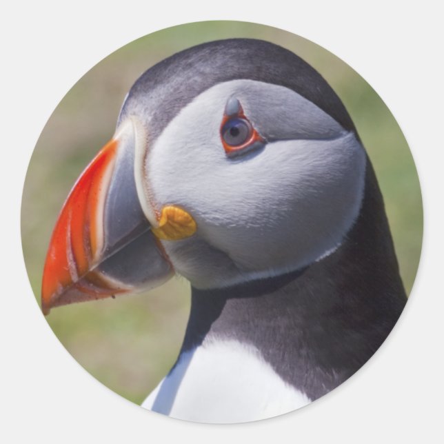 Puffin Portrait Stickers (Front)