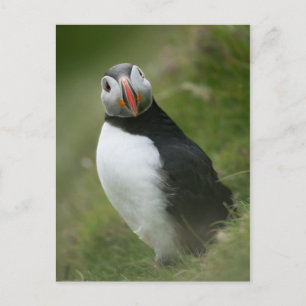 Puffin postcard