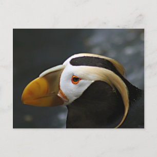 Puffin Postcard